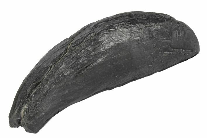 Fossil Sperm Whale (Scaldicetus) Tooth - South Carolina #247929